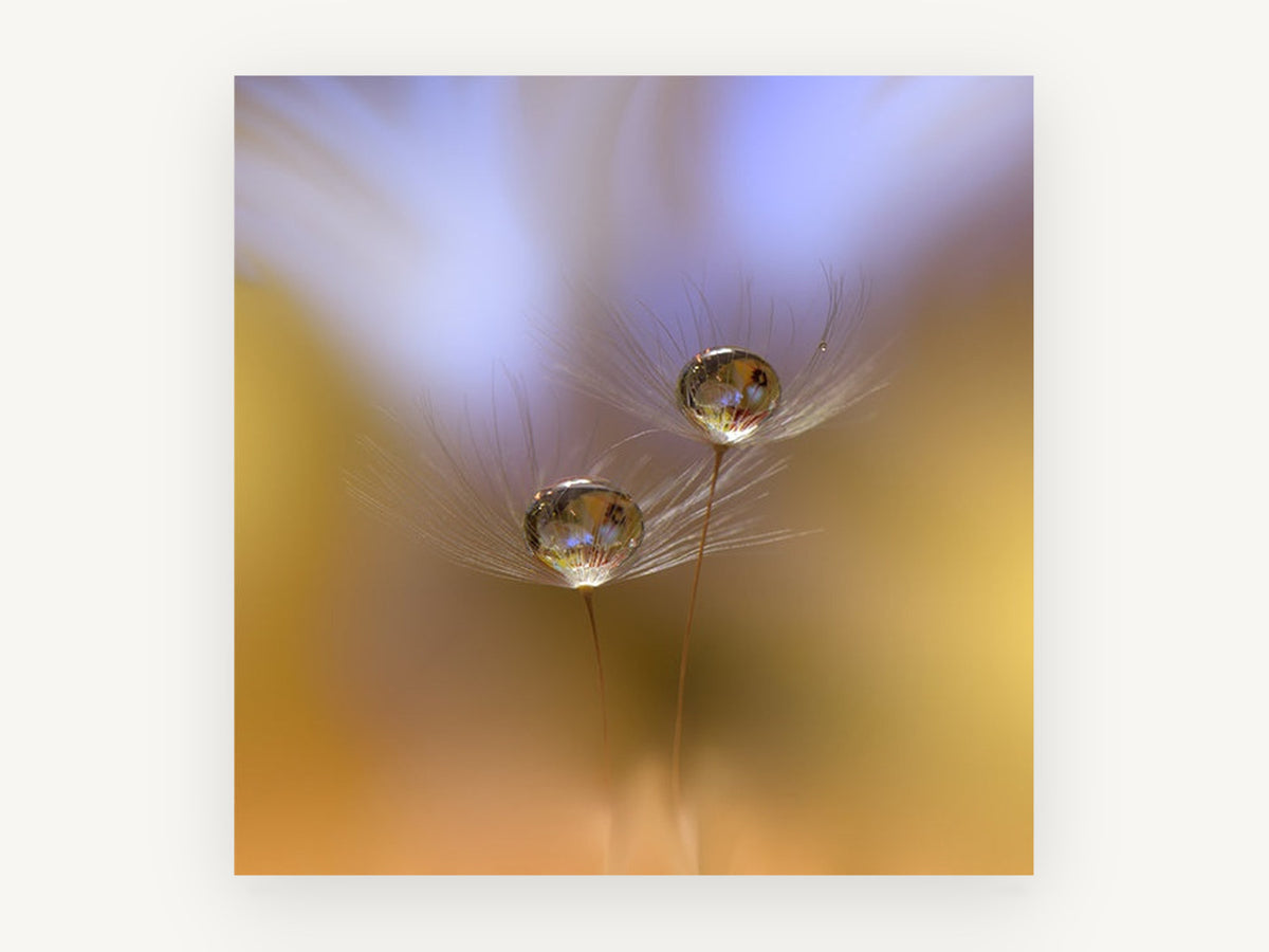 Dewdrop Seed Pair, floral canvas wall art print, front view