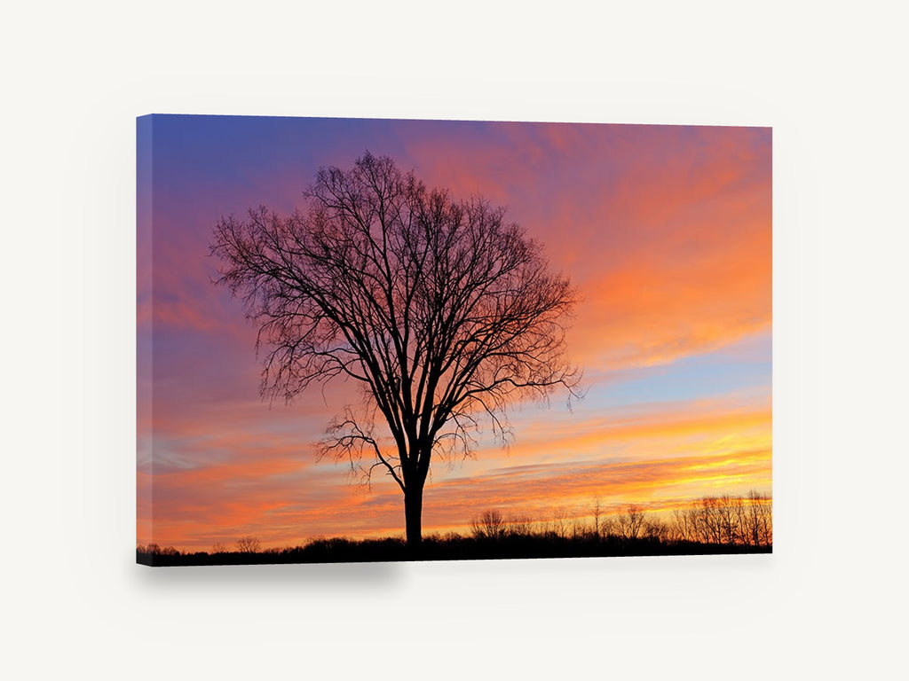 Bare Elm at Dusk, bare tree sunset sky photograph, landscape canvas wall art print ready to hang