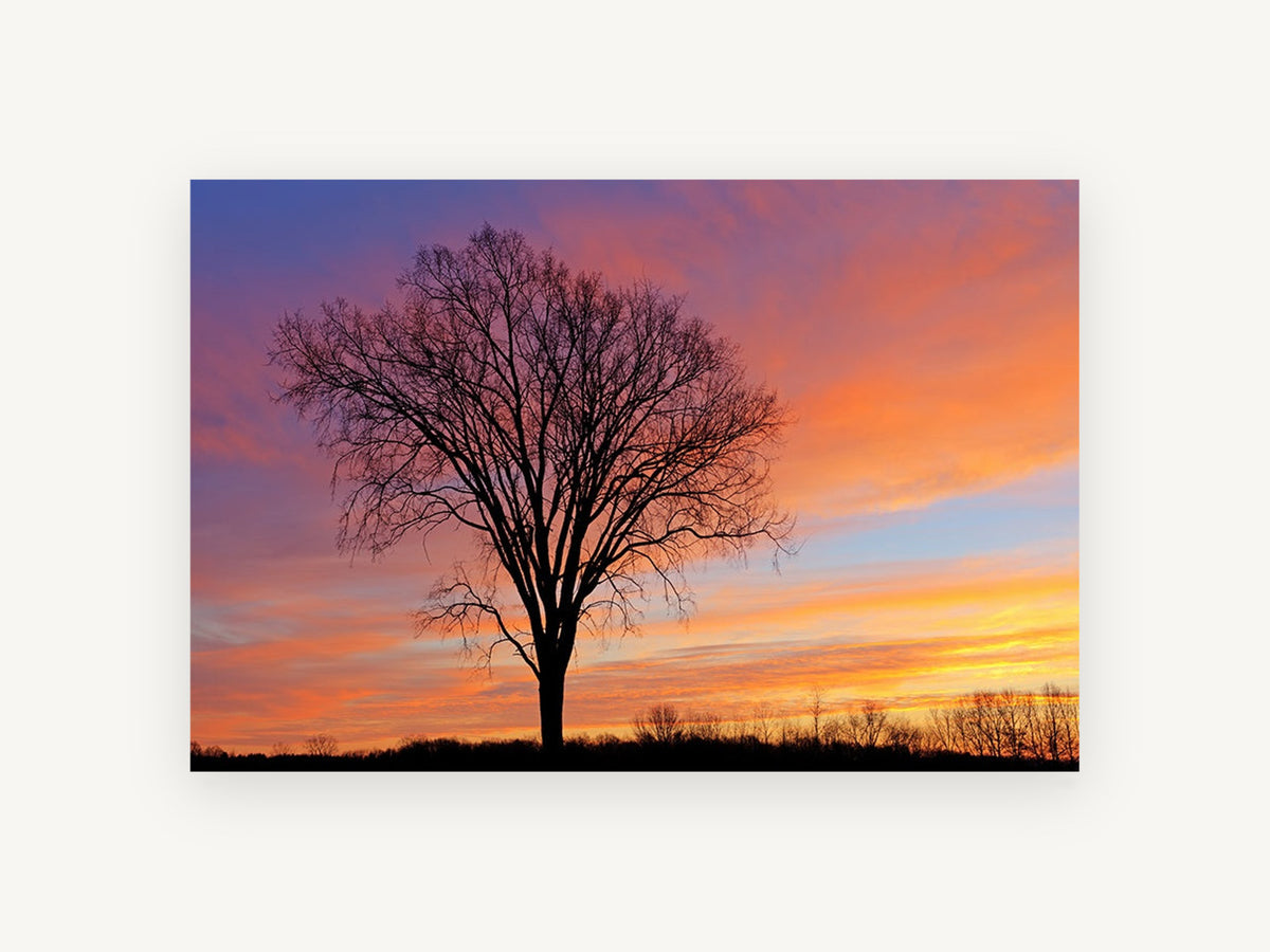 Bare Elm at Dusk, bare tree sunset sky photograph, landscape canvas wall art print, front view