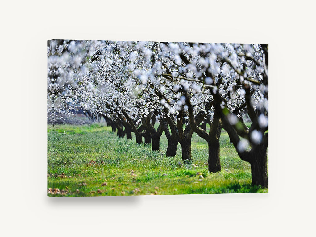 Almond Orchard in Bloom, almond blossom orchard photograph, floral canvas wall art print ready to hang