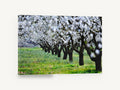 Almond Orchard in Bloom, almond blossom orchard photograph, floral canvas wall art print ready to hang