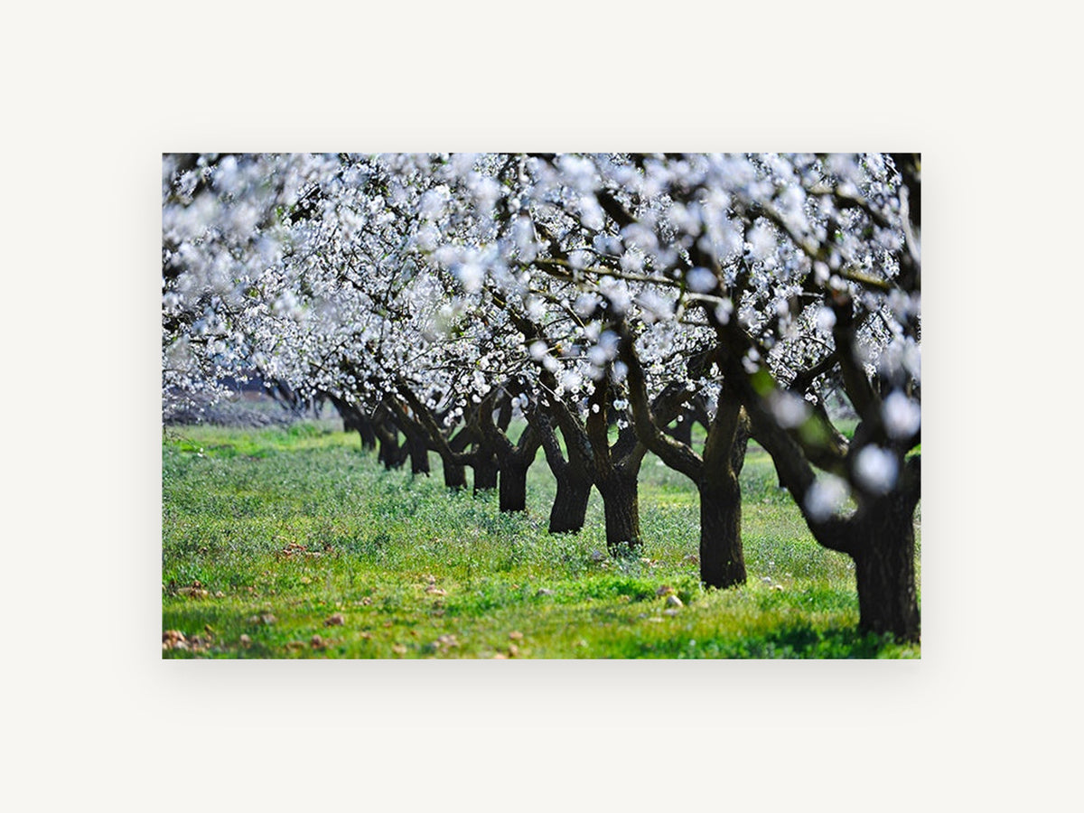 Almond Orchard in Bloom, floral canvas wall art print, front view