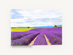 Lavender Rows Meeting Yellow, purple lavender field photograph, landscape canvas wall art print ready to hang
