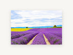 Lavender Rows Meeting Yellow, purple lavender field photograph, landscape canvas wall art print, front view
