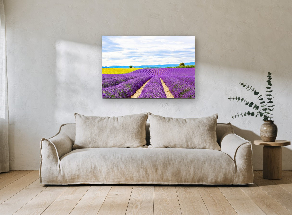 Lavender Rows Meeting Yellow landscape canvas print on the wall of a living room