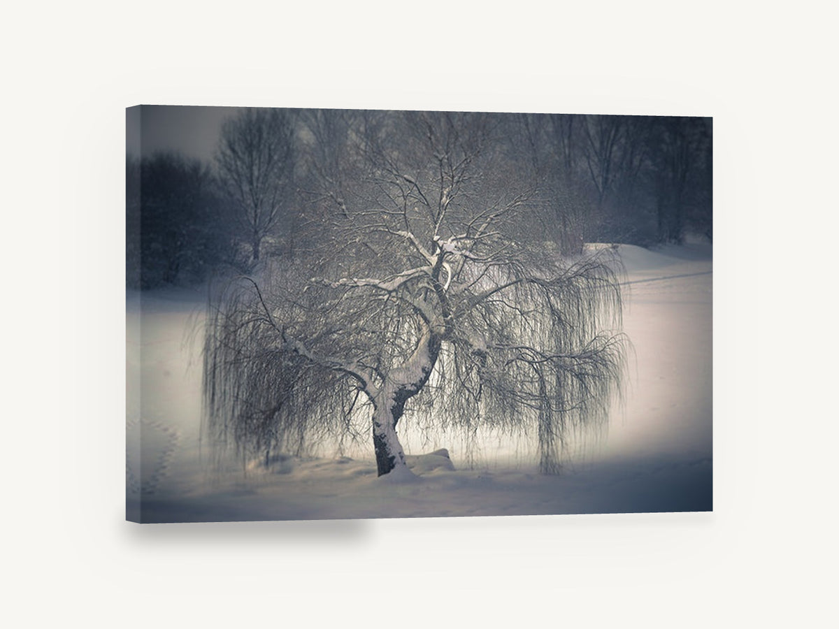 Frozen Willow Hush, snow covered weeping willow photograph, landscape canvas wall art print ready to hang