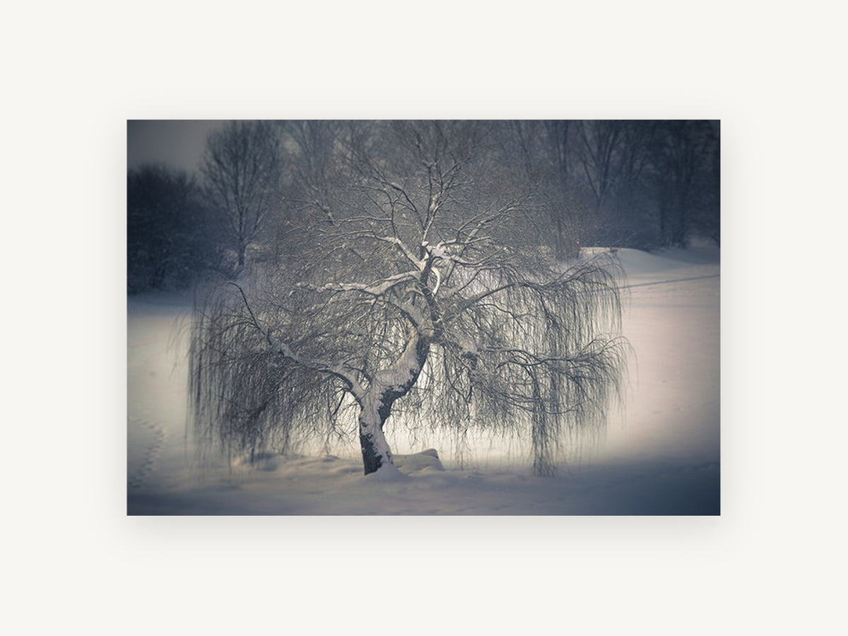 Frozen Willow Hush, snow covered weeping willow photograph, landscape canvas wall art print, front view