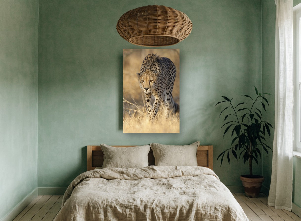 Stalking Cheetah Gaze animal canvas print on the wall of a bedroom