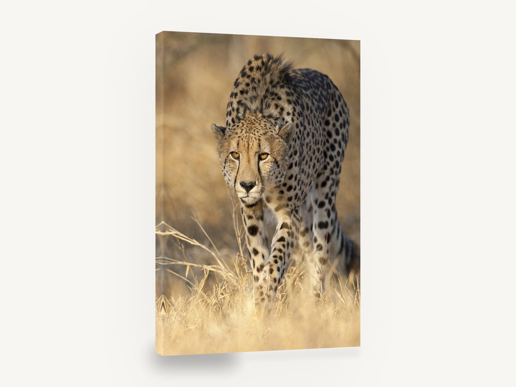 Stalking Cheetah Gaze, cheetah stalking through grass photograph, animal canvas wall art print ready to hang