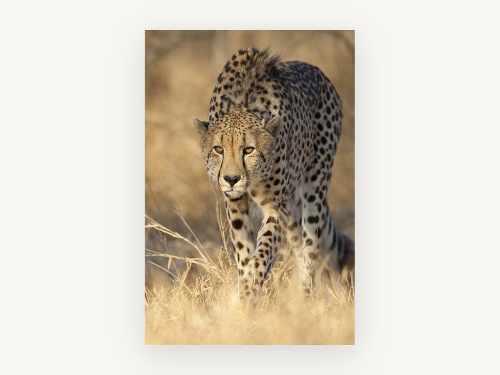 Stalking Cheetah Gaze, cheetah stalking through grass photograph, animal canvas wall art print, front view