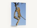 Leopard Up The Branch, climbing leopard wildlife photograph, animal canvas wall art print ready to hang
