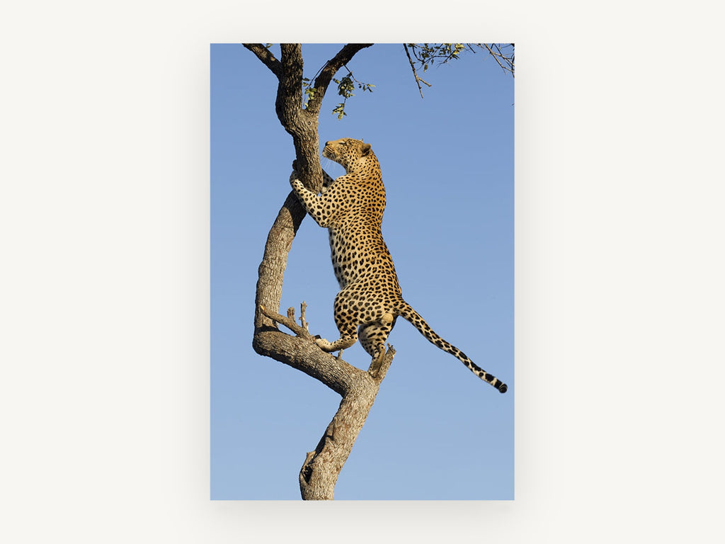 Leopard Up The Branch, climbing leopard wildlife photograph, animal canvas wall art print, front view