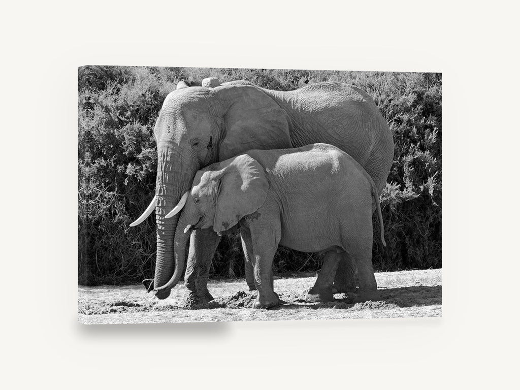Mother and Calf Elephants, elephant mother and calf black and white photograph, animal canvas wall art print ready to hang
