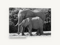 Mother and Calf Elephants, elephant mother and calf black and white photograph, animal canvas wall art print ready to hang