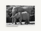 Mother and Calf Elephants, elephant mother and calf black and white photograph, animal canvas wall art print ready to hang