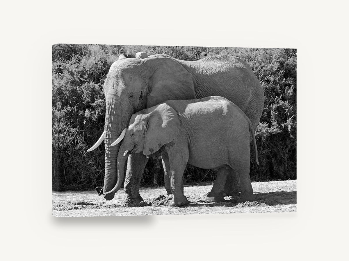 Mother and Calf Elephants, elephant mother and calf black and white photograph, animal canvas wall art print ready to hang