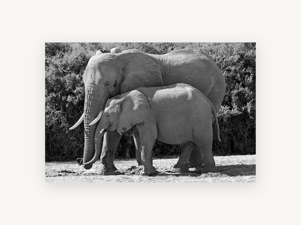Mother and Calf Elephants, elephant mother and calf black and white photograph, animal canvas wall art print, front view