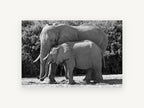 Mother and Calf Elephants, elephant mother and calf black and white photograph, animal canvas wall art print, front view
