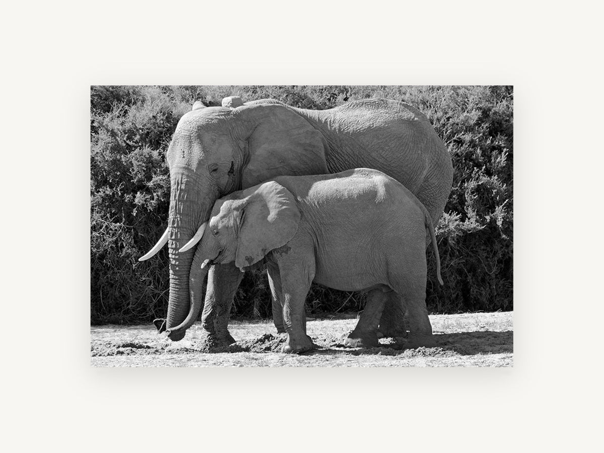 Mother and Calf Elephants, elephant mother and calf black and white photograph, animal canvas wall art print, front view