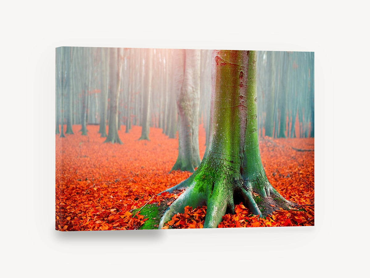 Mossy Beech Autumn Floor, autumn forest mossy tree photograph, floral canvas wall art print ready to hang