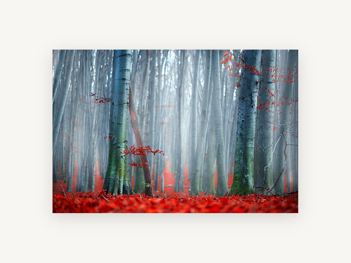 Red Beech Mist, floral canvas wall art print, front view