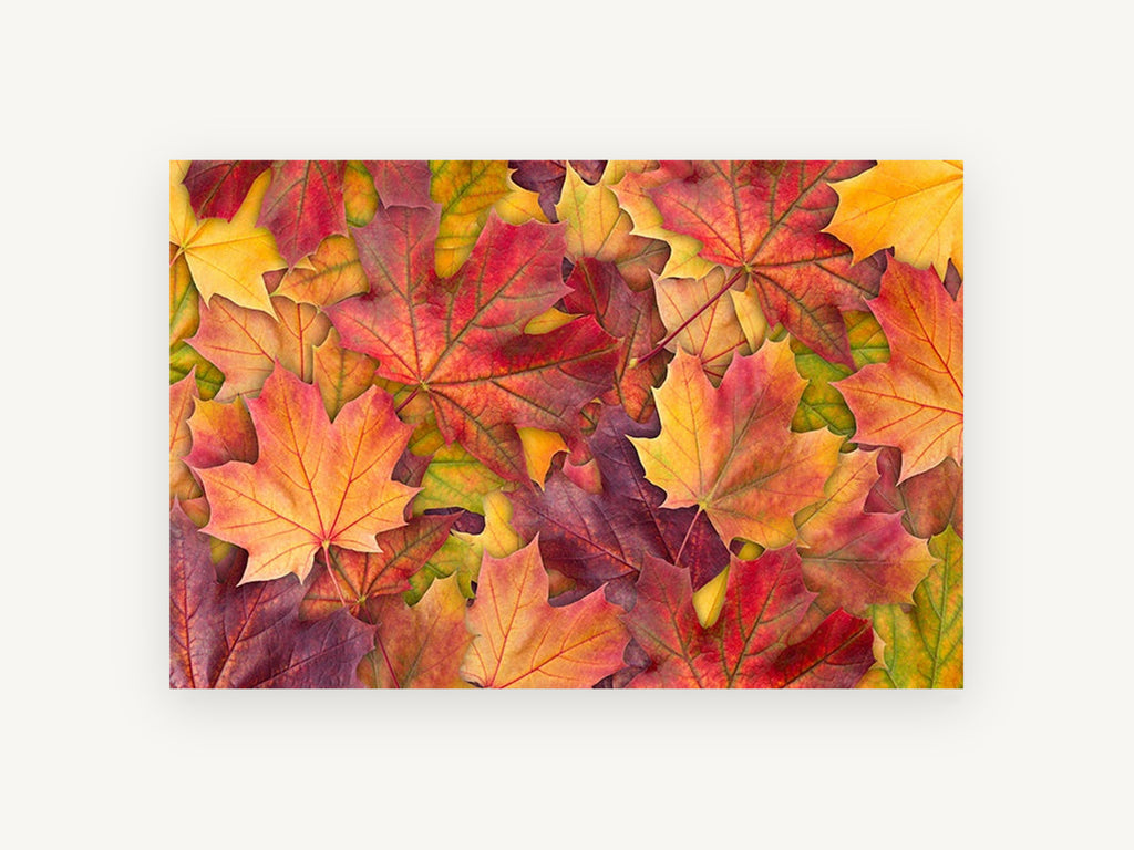 Autumn Maple Carpet, floral canvas wall art print, front view