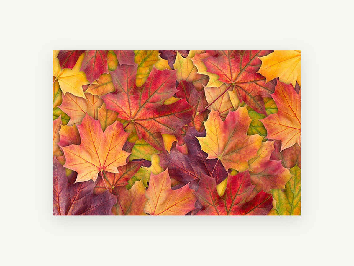 Autumn Maple Carpet, floral canvas wall art print, front view