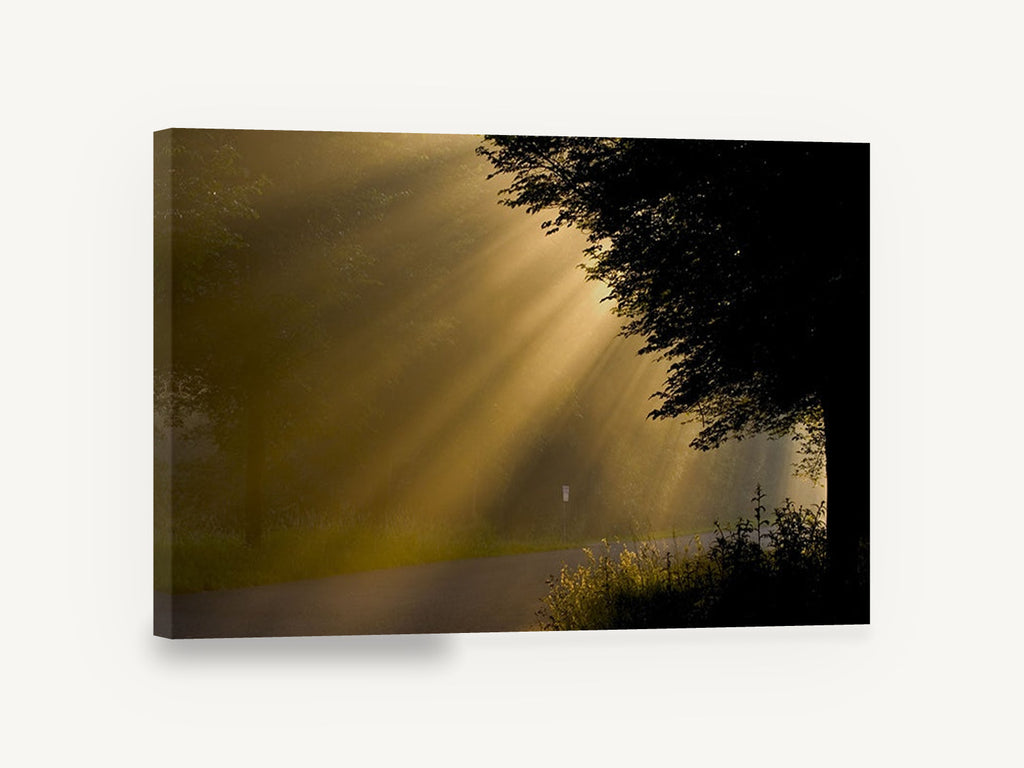 Golden Rays Roadside, sunbeams through misty trees photograph, landscape canvas wall art print ready to hang
