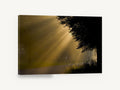 Golden Rays Roadside, sunbeams through misty trees photograph, landscape canvas wall art print ready to hang