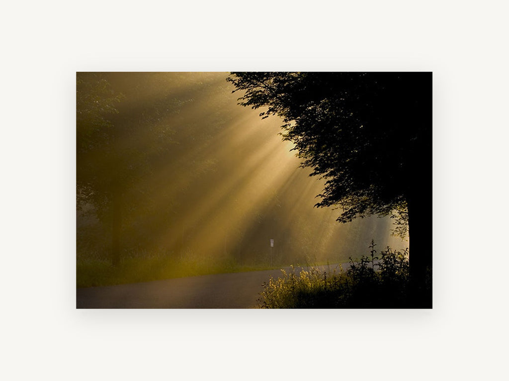 Golden Rays Roadside, sunbeams through misty trees photograph, landscape canvas wall art print, front view