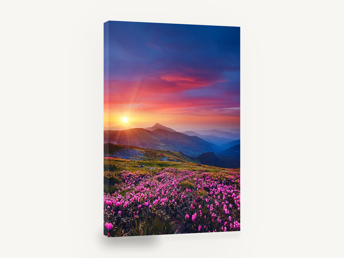 Alpine Sunset Blooms, pink wildflowers mountain sunset photograph, floral canvas wall art print ready to hang