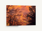 Ember Sky Silhouettes, orange sunset tree silhouette photograph, landscape canvas wall art print ready to hang