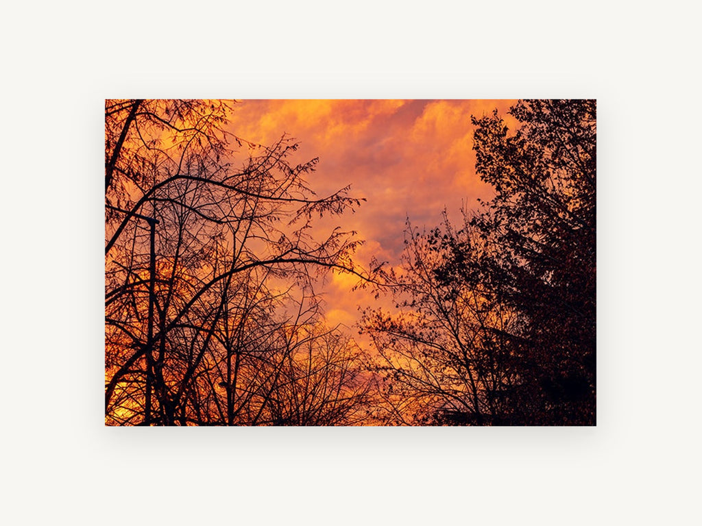 Ember Sky Silhouettes, orange sunset tree silhouette photograph, landscape canvas wall art print, front view