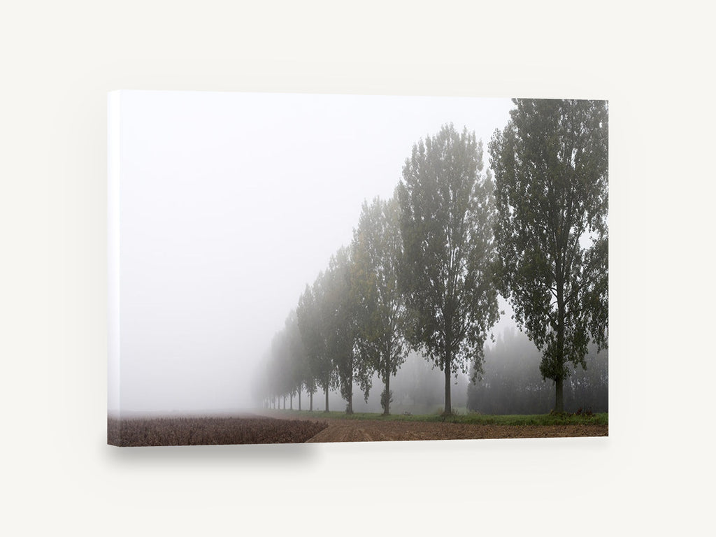 Poplar Row in Fog, misty poplar tree row photograph, landscape canvas wall art print ready to hang