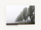 Poplar Row in Fog, misty poplar tree row photograph, landscape canvas wall art print ready to hang