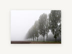 Poplar Row in Fog, misty poplar tree row photograph, landscape canvas wall art print, front view
