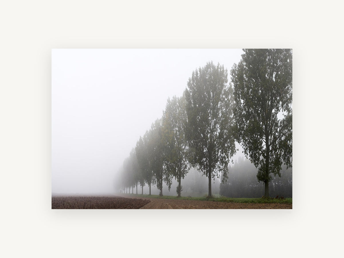 Poplar Row in Fog, misty poplar tree row photograph, landscape canvas wall art print, front view
