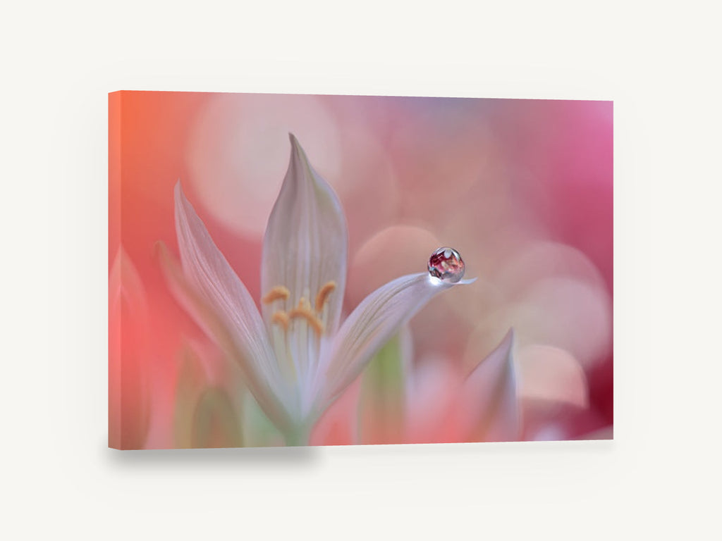 Dewdrop on White Petal, water drop on white flower photograph, floral canvas wall art print ready to hang
