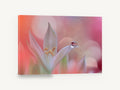 Dewdrop on White Petal, water drop on white flower photograph, floral canvas wall art print ready to hang
