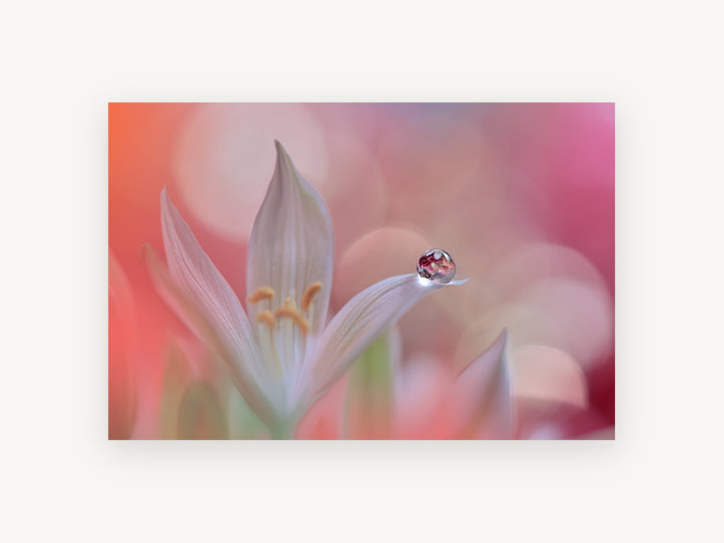 Dewdrop on White Petal, floral canvas wall art print, front view