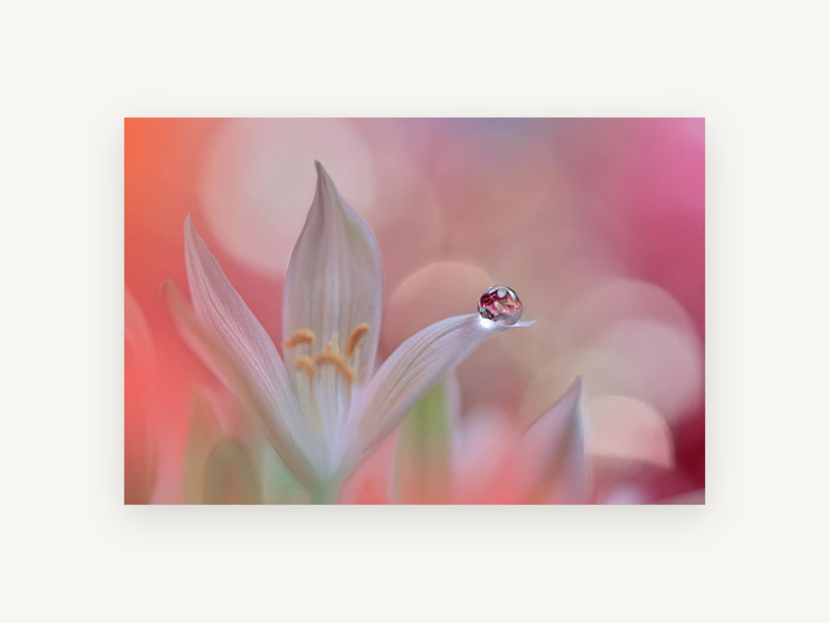 Dewdrop on White Petal, floral canvas wall art print, front view