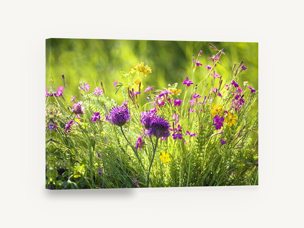 Meadow Thistle Glow, wildflower meadow photography purple yellow, floral canvas wall art print ready to hang