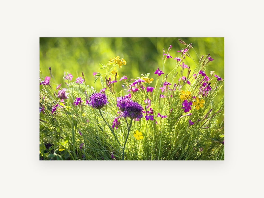 Meadow Thistle Glow, floral canvas wall art print, front view