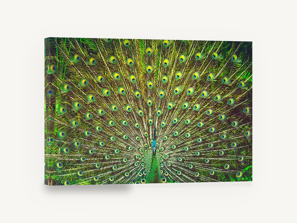 Peacock Fan Display, peacock tail feathers photograph, animal canvas wall art print ready to hang