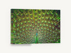 Peacock Fan Display, peacock tail feathers photograph, animal canvas wall art print ready to hang