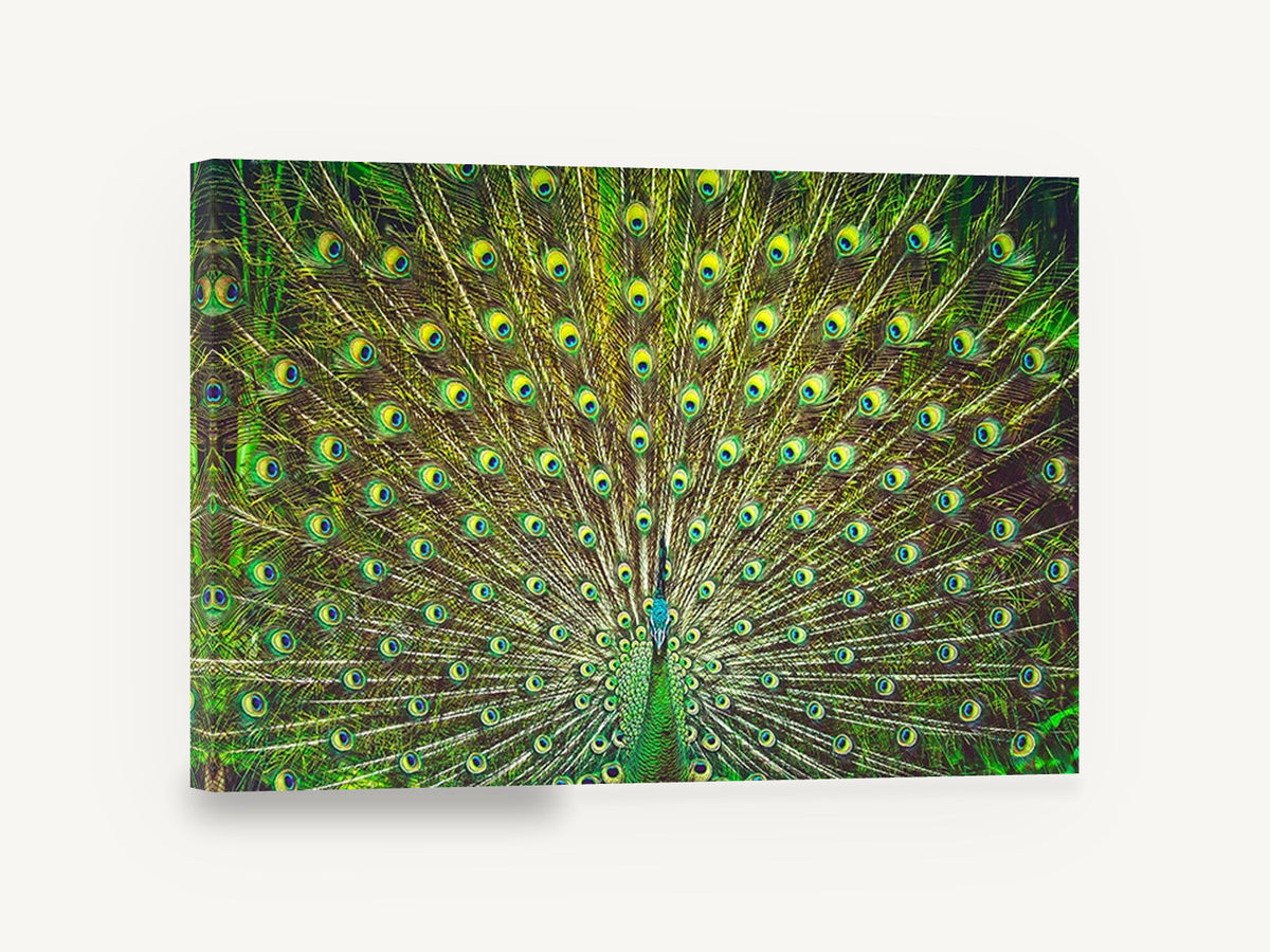 Peacock Fan Display, peacock tail feathers photograph, animal canvas wall art print ready to hang