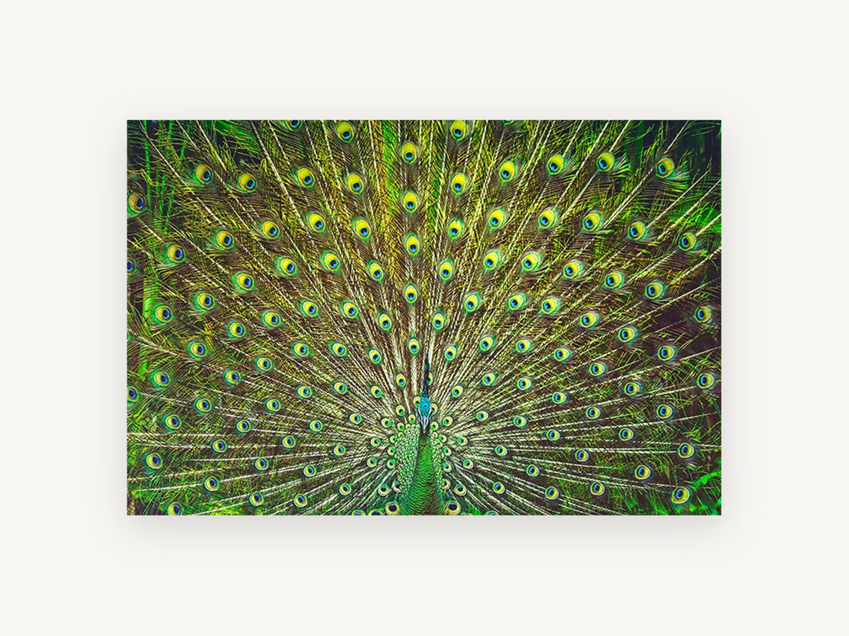 Peacock Fan Display, peacock tail feathers photograph, animal canvas wall art print, front view