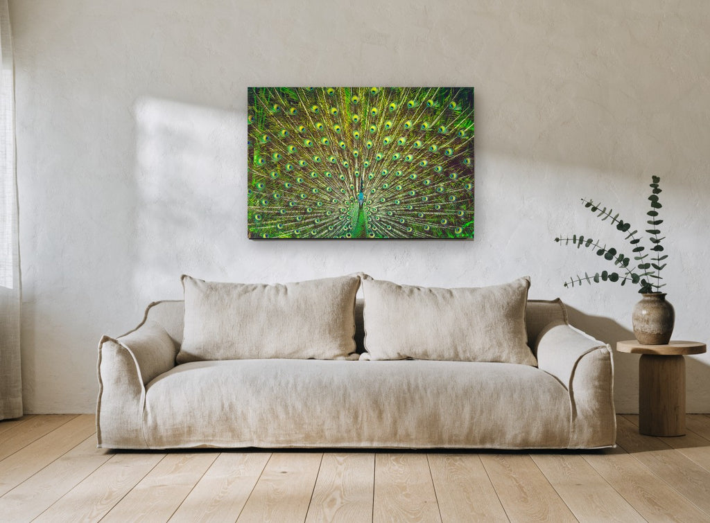 Peacock Fan Display animal canvas print on the wall of a living room