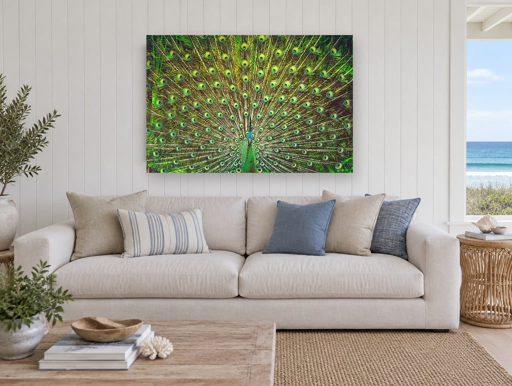 Peacock Fan Display animal canvas print on the wall of a beach house living room