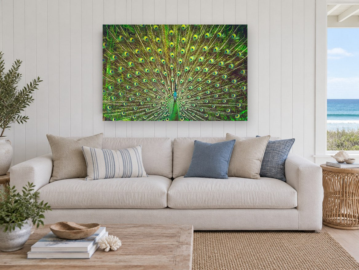Peacock Fan Display animal canvas print on the wall of a beach house living room
